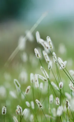White Wildflowers