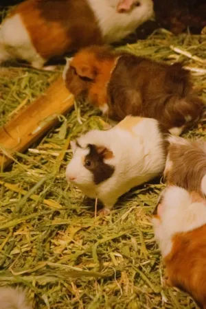 Guinea Pigs In A Cage