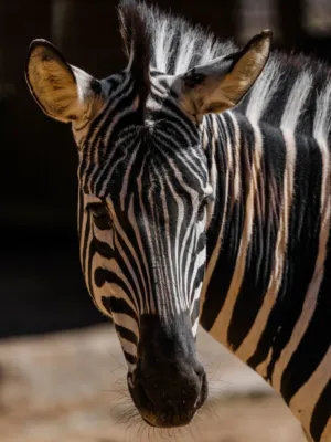 Zebra Portrait