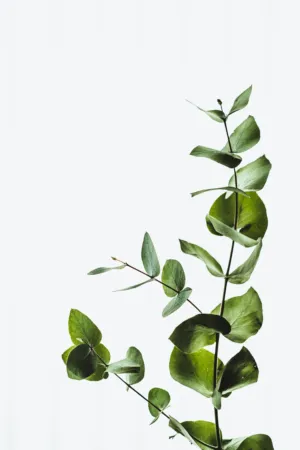 Green Eucalyptus Branch