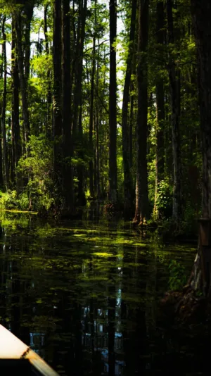 Forest Reflections