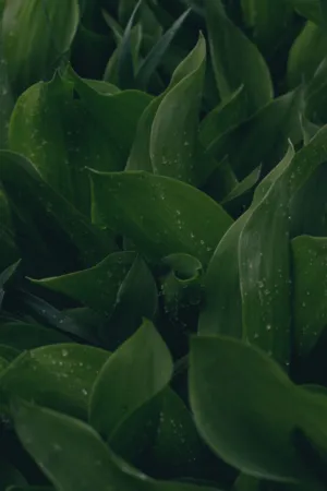 Green Leaves With Dew