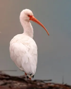 White Bird