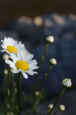 Daisy Flowers