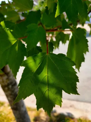 Green Leaf