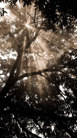 Sunlight Through Trees