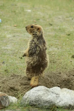 Marmot In The Wild