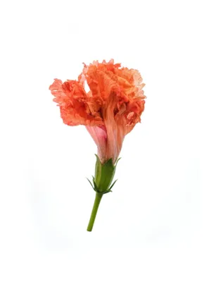 Floral Art