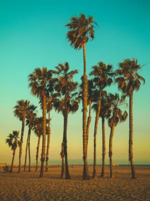 Palm Trees At Sunset