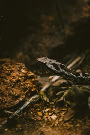 Snake In The Wild