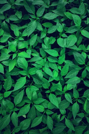 Green Leafy Plants