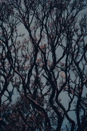 Twisted Tree Reflection