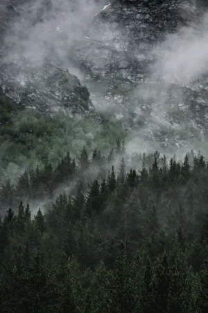 Misty Forest
