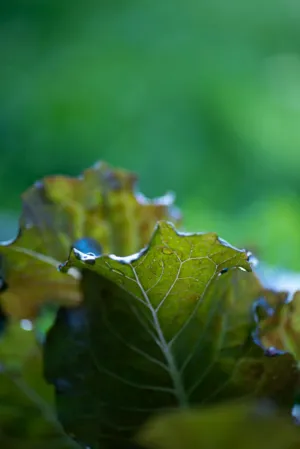 Green Leaf Close-Up