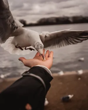 Feeding A Seagull