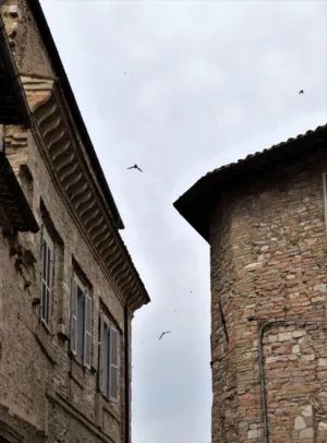 Ancient Buildings And Birds