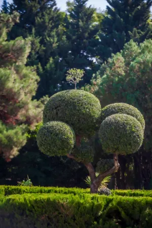 Garden Topiary