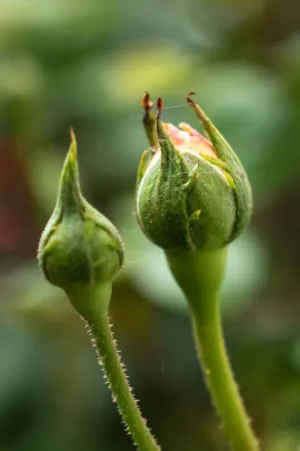 Rose Buds