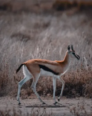 Gazelle In The Wild