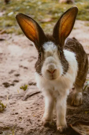 Adorable Rabbit
