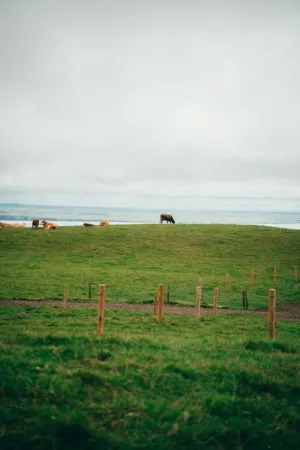 Cows In A Field