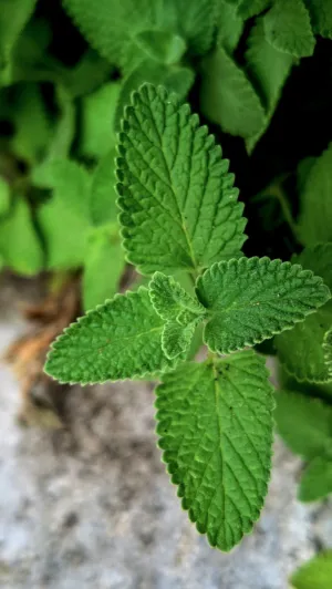 Green Leaf Close-Up
