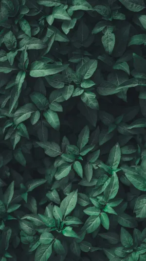 Green Leafy Plants