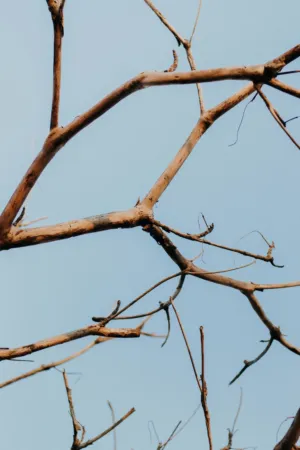 Bare Tree Branches