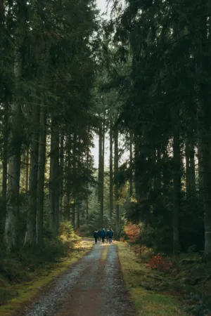 Forest Path