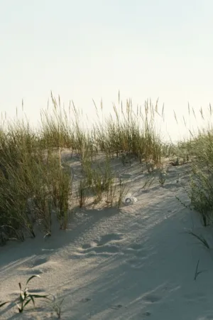 Beach Dunes