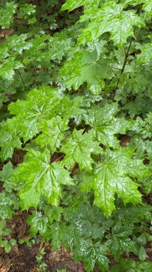 Green Maple Leaves