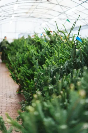 Christmas Tree Farm
