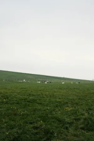 Cows In A Field