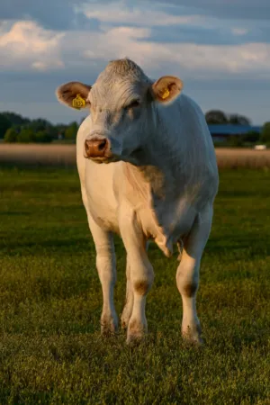 White Cow In Field