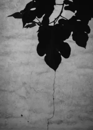 Leaves In Shadow