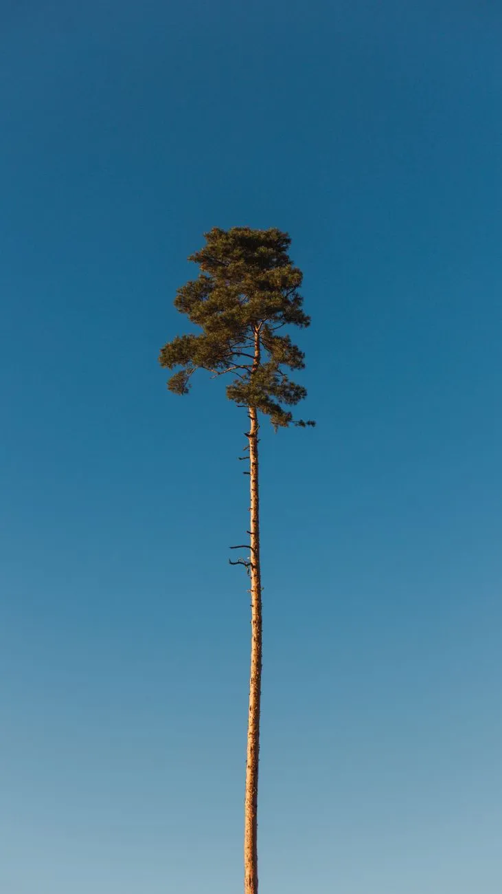 Tall Tree Against Clear Sky