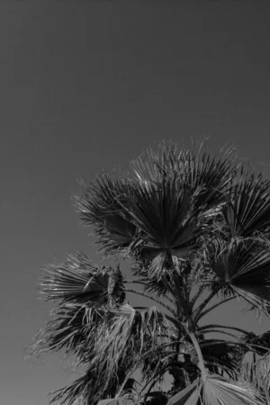 Palm Tree Silhouette