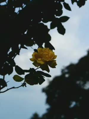 Yellow Rose In The Sky