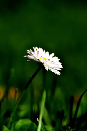 Daisy In The Grass