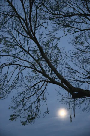 Moonlit Tree