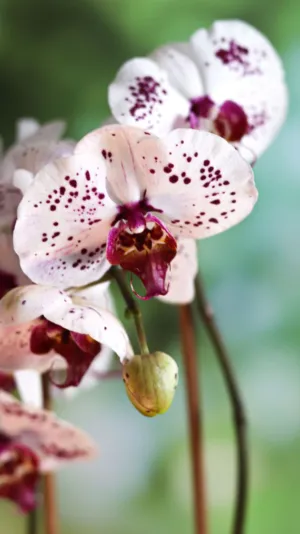 Orchid Flowers