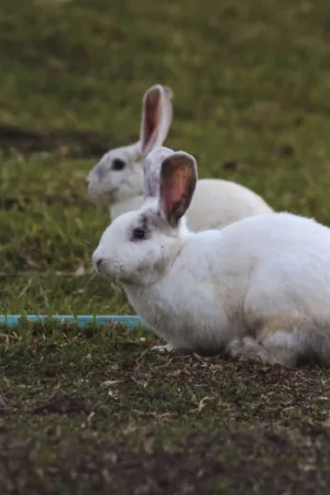 White Rabbits In A Field