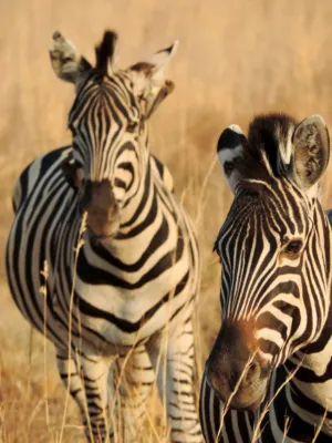 Zebras In The Wild