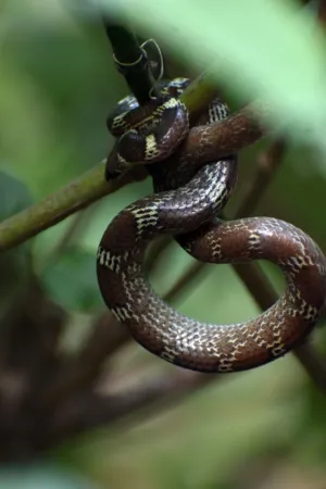 Snake In The Wild