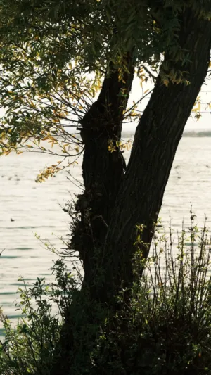 Solitary Tree By The Water