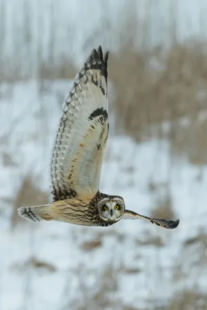 Short-Eared Owl In Flight