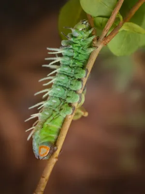 Green Caterpillar On A Branch