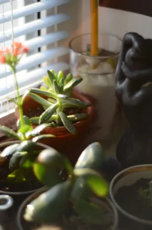 Window Sill With Plants And Statue