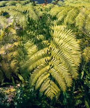 Ferns In Sunlight