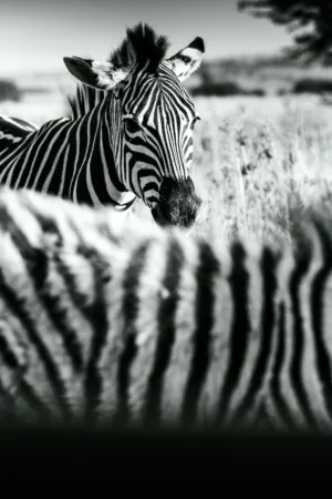 Zebra In The Wild
